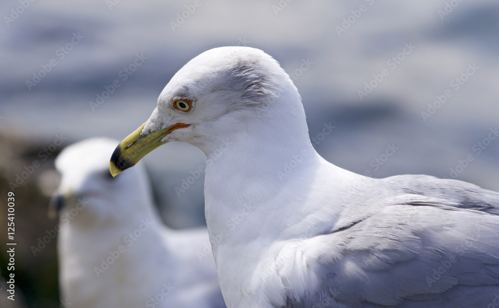 Beautiful isolated picture of two ring-billed gulls Beautiful isolated picture of two ring-billed gulls