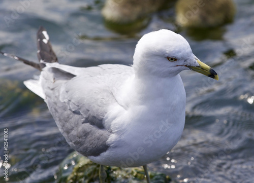 Beautiful isolated picture with a ring-billed gull