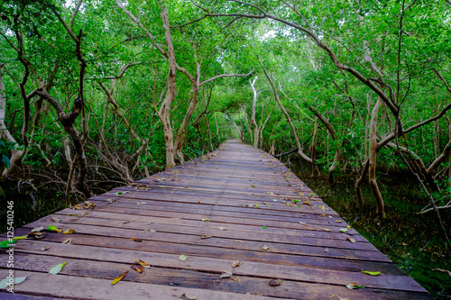 Mangrove forest with wood walkway bridge and leaves of tree.Phetchaburi  Thailand. Photo taken on  Octuber 29  2016