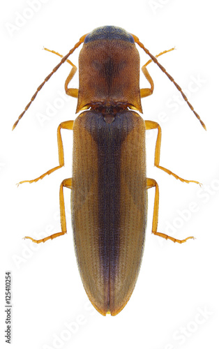 Beetle Dalopius marginatus on a white background © als