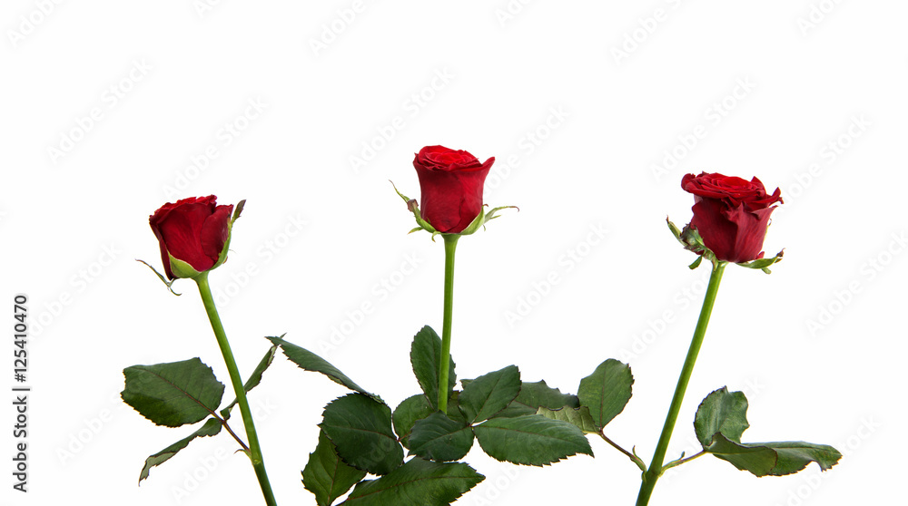 red rose isolated red rose isolated