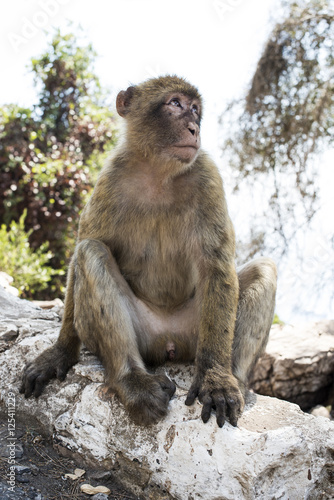 Barbary macaque monkey © Deyan Georgiev