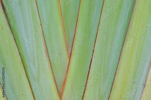 Traveler palm leaf background in nature weave pattern (Banana fa