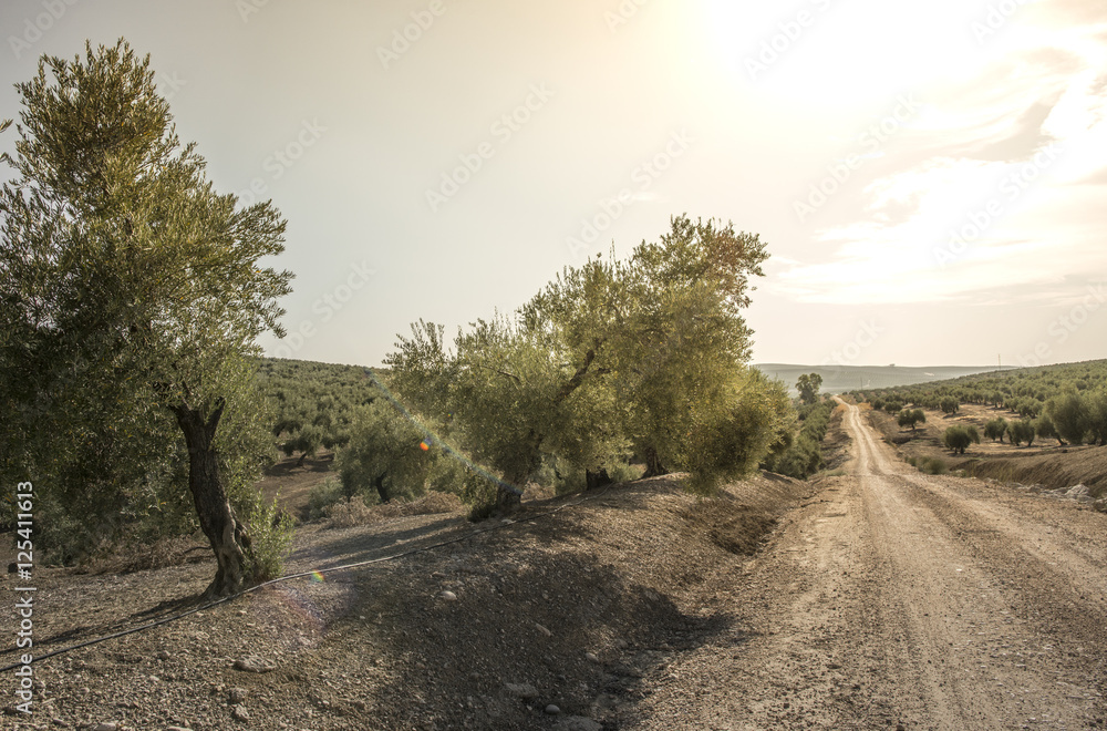 Obraz premium Olive trees at sunset