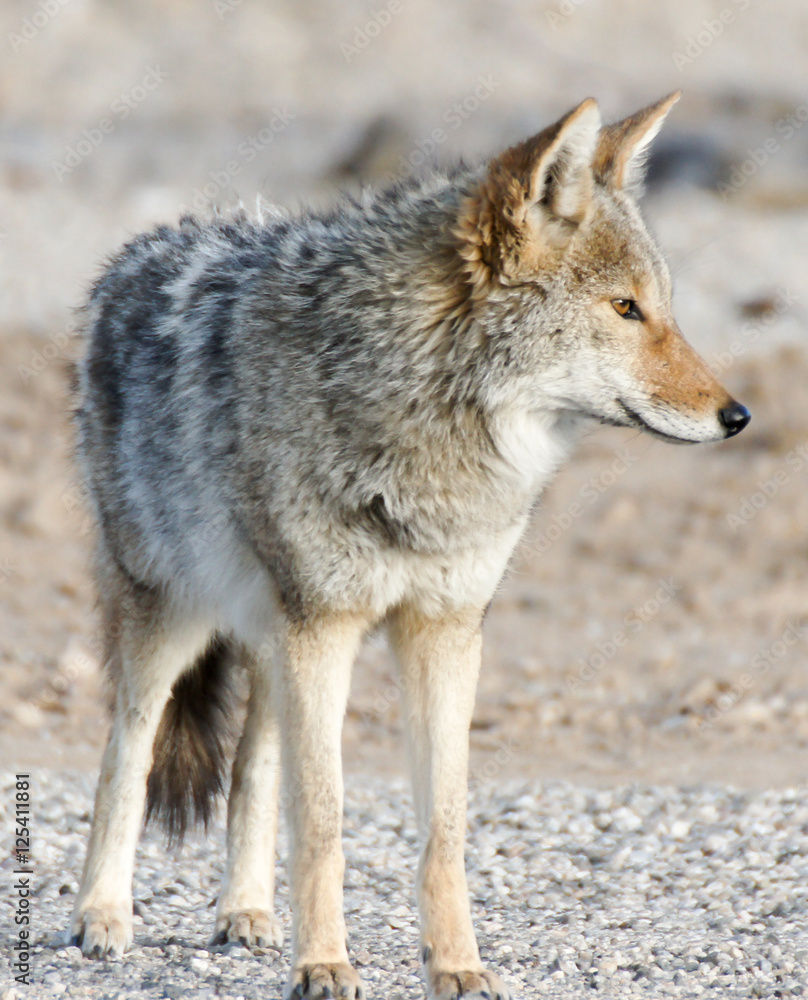 Coyote (Canis latrans) portrait in the morning desert. Panamint Springs, Death Valley National Park, California and Nevada, USA.