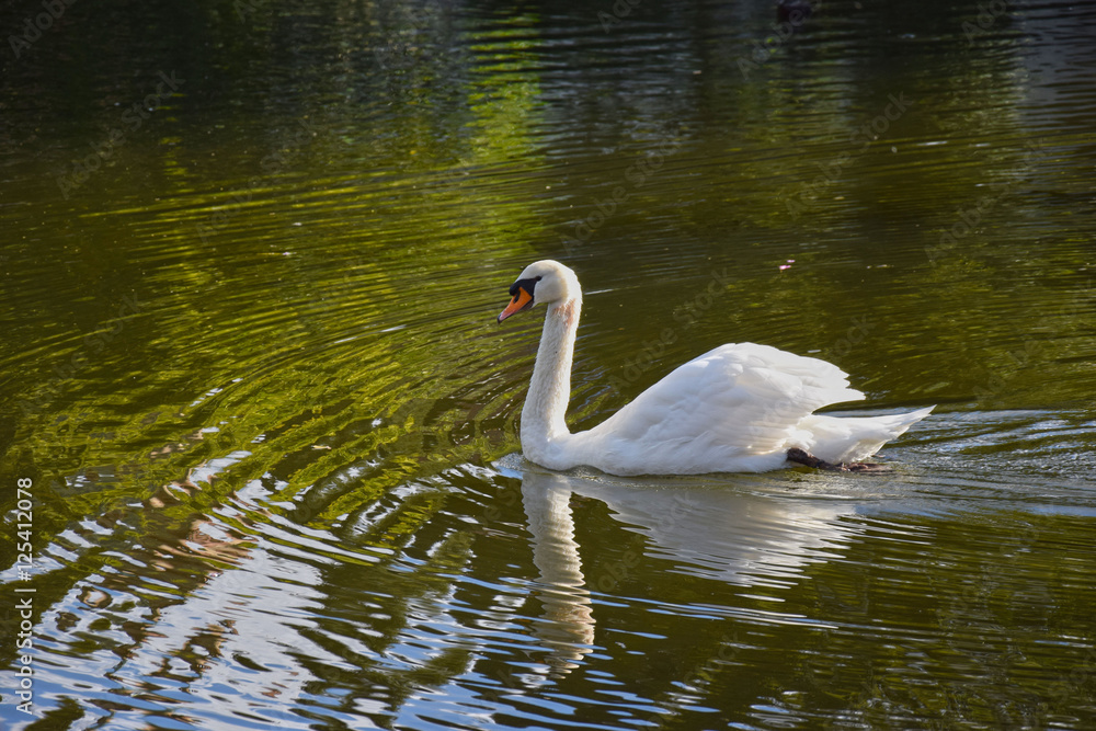 White Swan on the lake