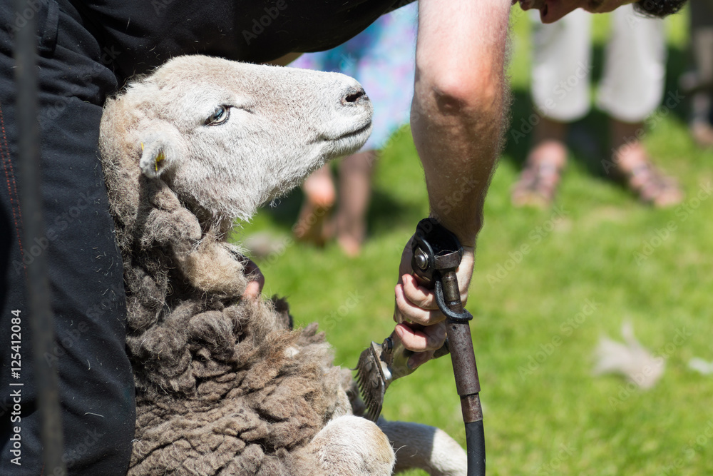 Naklejka premium Schaf wird geschoren