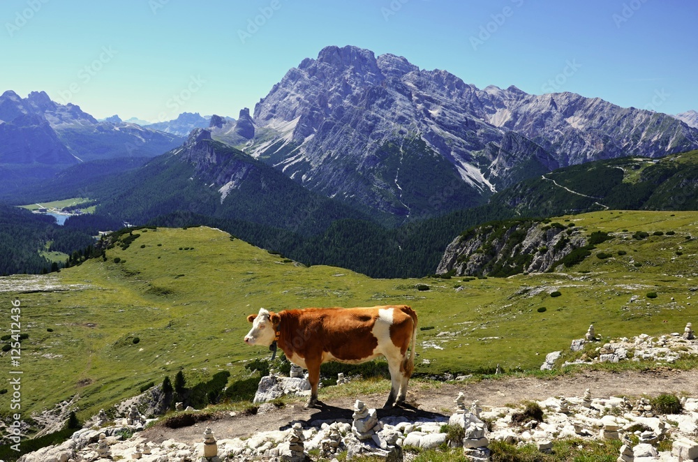 Naklejka premium Cow in Dolomites