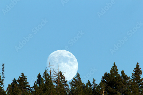 Full moon rising behind the trees in this spectacular time lapse