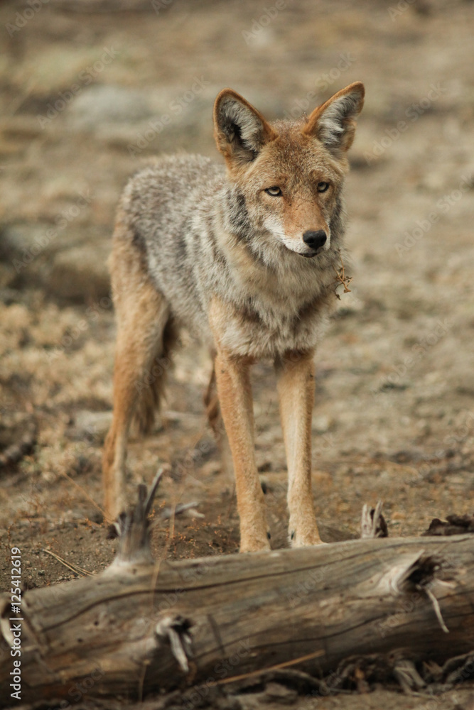 Coyote standing near a log in Yosemite National Park. Coyote standing near a log in Yosemite National Park.