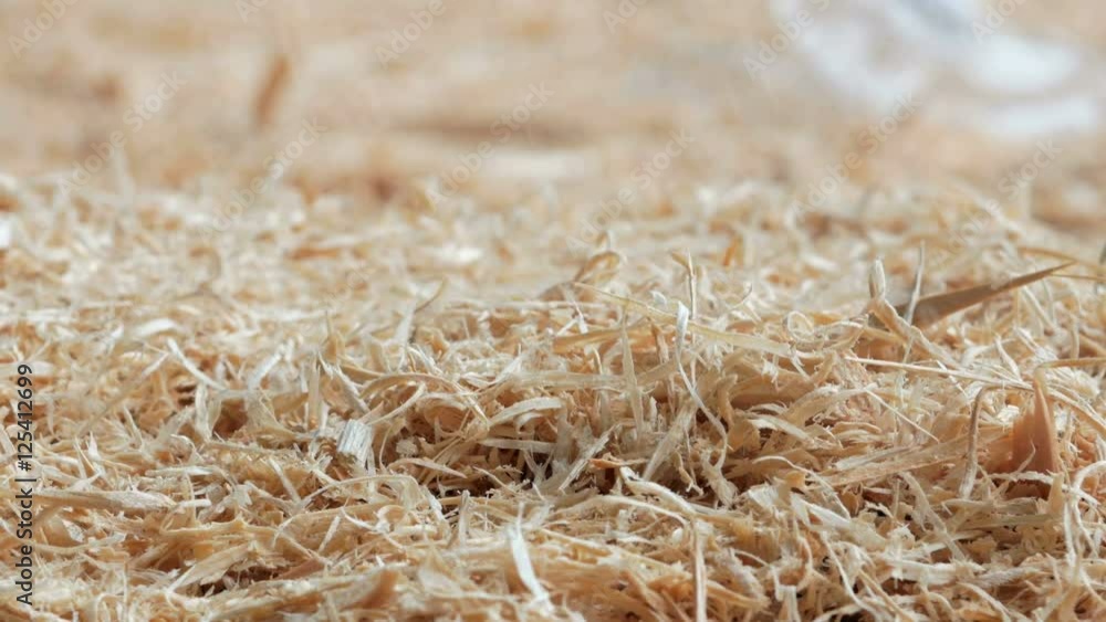 Wooden background: sawdust strewed on the ground at the sawmill. Close-up and moving camera Wooden background: sawdust strewed on the ground at the sawmill. Close-up and moving camera