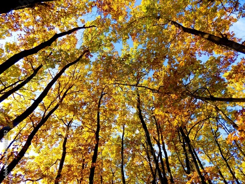 Yellow colorful leaves on deciduous trees in deciduous forest in wild nature during autumn