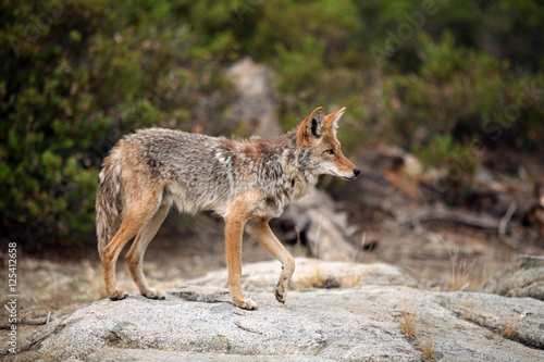 Coyote standing on a large granite boulder with one paw in the a