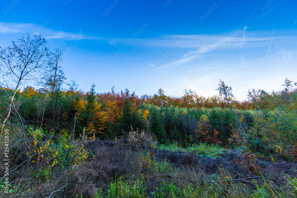 Autumnal landscape of colorful trees in Hoegne Valley, Belgian A Autumnal landscape of colorful trees in Hoegne Valley, Belgian A