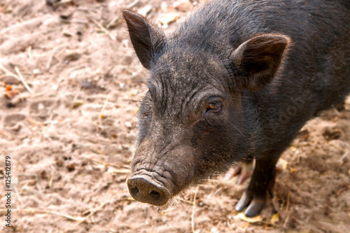 Image of black adult pig snout