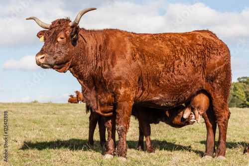vache