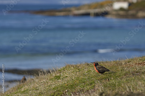 Long-tailed Meadowlark (Sturnella loyca falklandica) standing on a grassy mound on the coast of Carcass Island in the Falkland Islands.