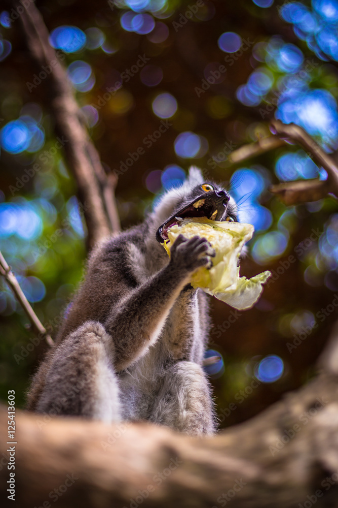 Obraz premium Ring-tailed Lemur