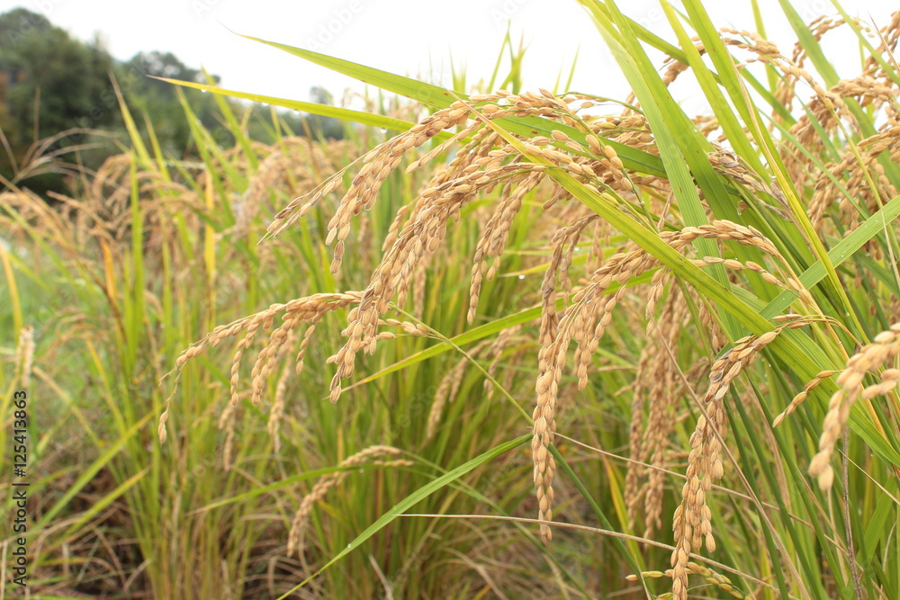 Fototapeta premium 稲穂