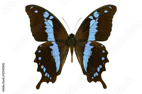 Black blue swallowtail butterfly from Madagascar (Papilio oribazus, male) isolated on white background