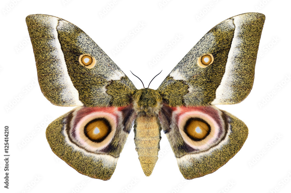 Naklejka premium Huge Colorful African Emperor Moth butterfly (Gonimbrasia zambesina, female) from Kenya isolated on white background
