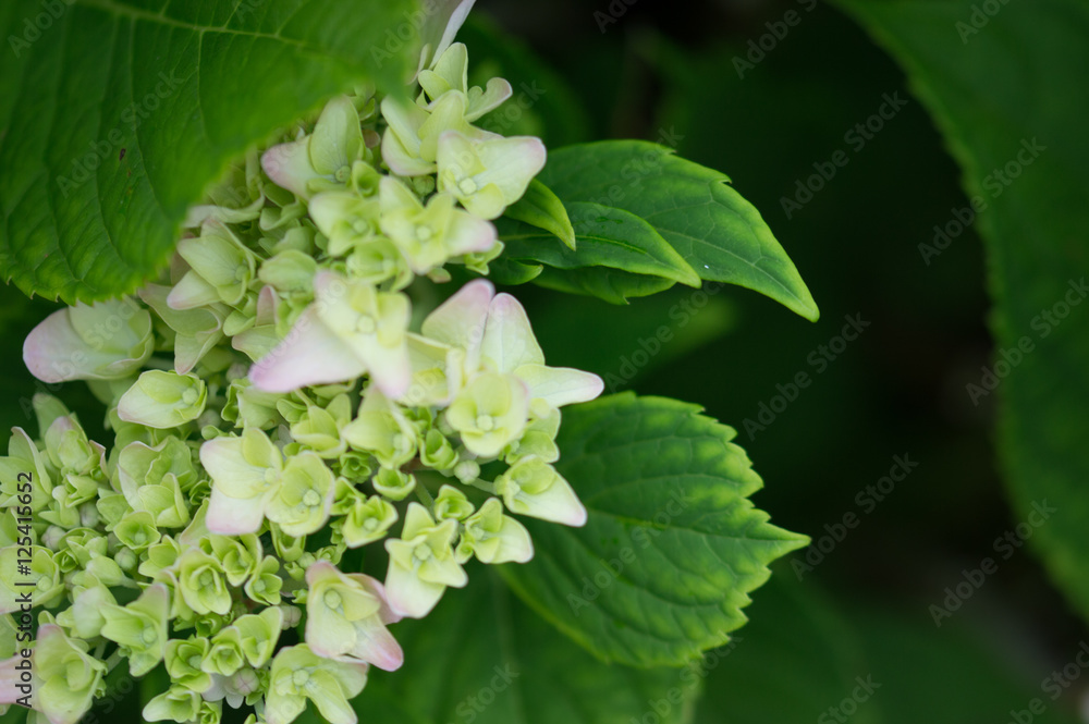 Obraz premium White flowers