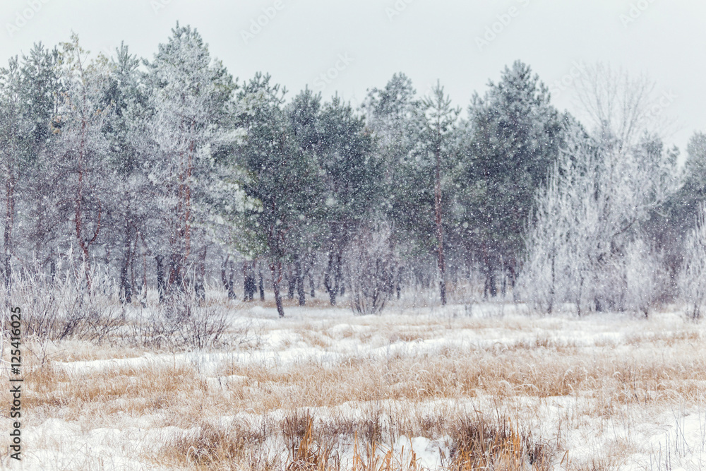 custom made wallpaper toronto digitalWinter, winter forest, snow, blizzard, winter day, trees in the snow , reeds in the snow