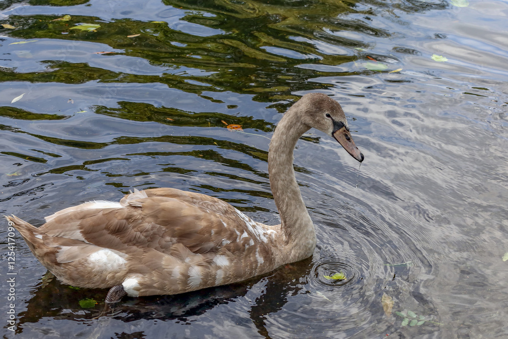 Fototapeta premium Swan