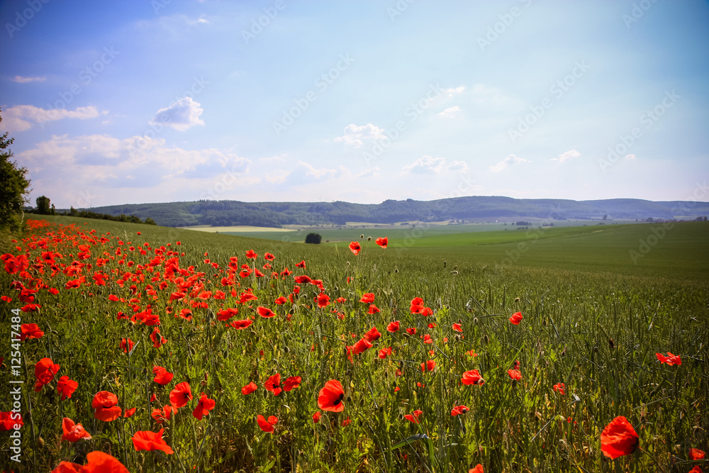 The huge field of red poppies flowers.