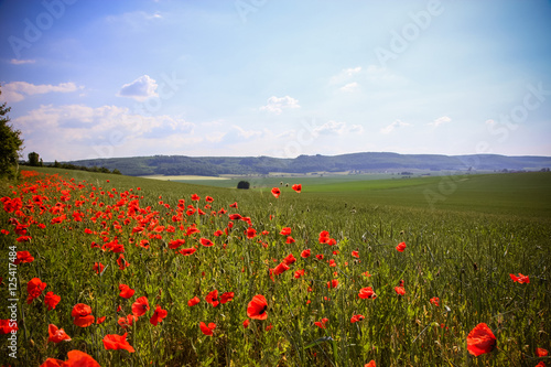 The huge field of red poppies flowers.
