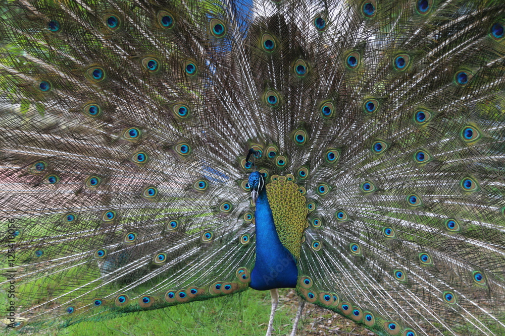 Obraz premium インドクジャク