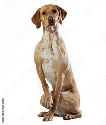Portrait of brown Vizsla / Dalmatiner Mix Stock-Foto | Adobe Stock