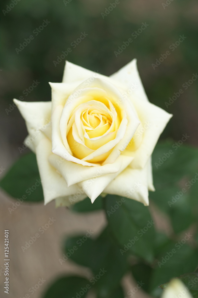 薔薇 薔薇
