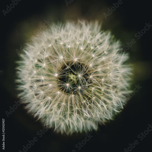 Dandelion