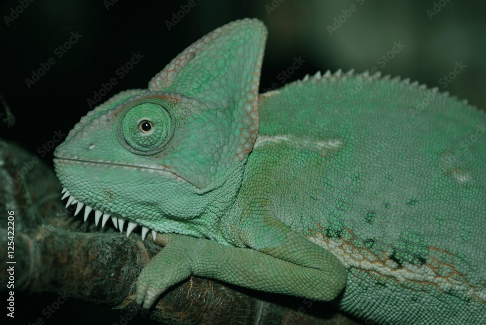 Fototapeta premium Chameleon