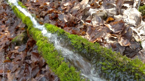 Wallpaper Mural Close view of fresh potable mountain spring water fast flowing through moss covered wooden trough. Torontodigital.ca