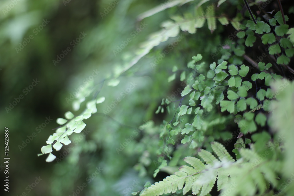 Maidenhair Fern Maidenhair Fern