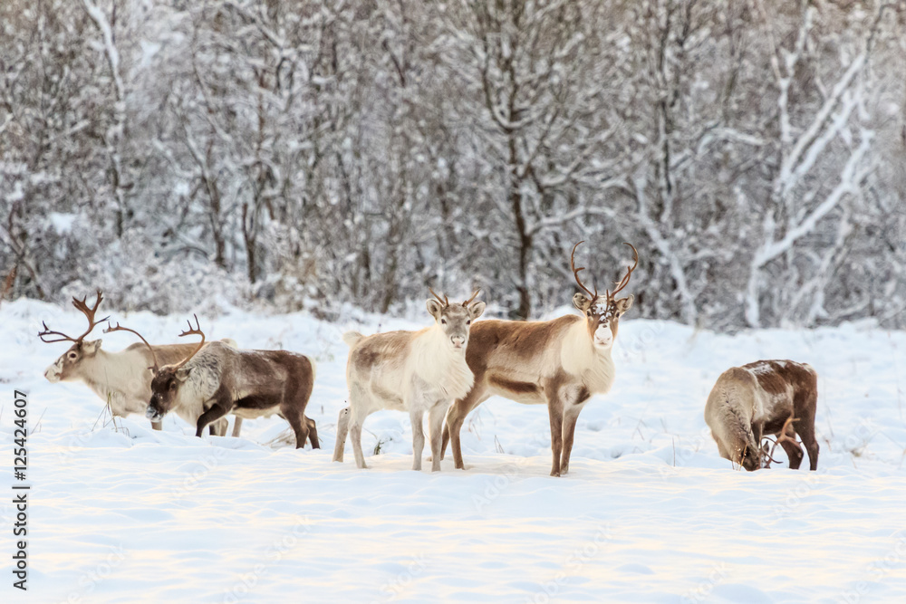 Naklejka premium Reindeers