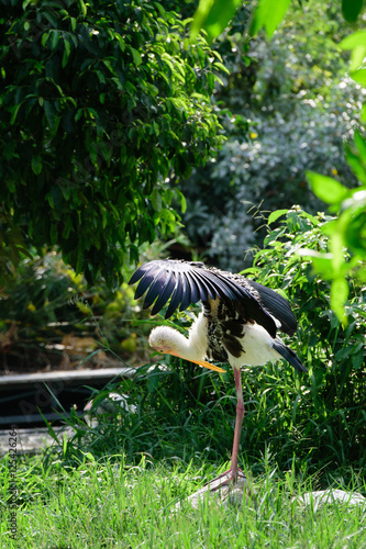 Lesser adjutant stork in its habitat photo