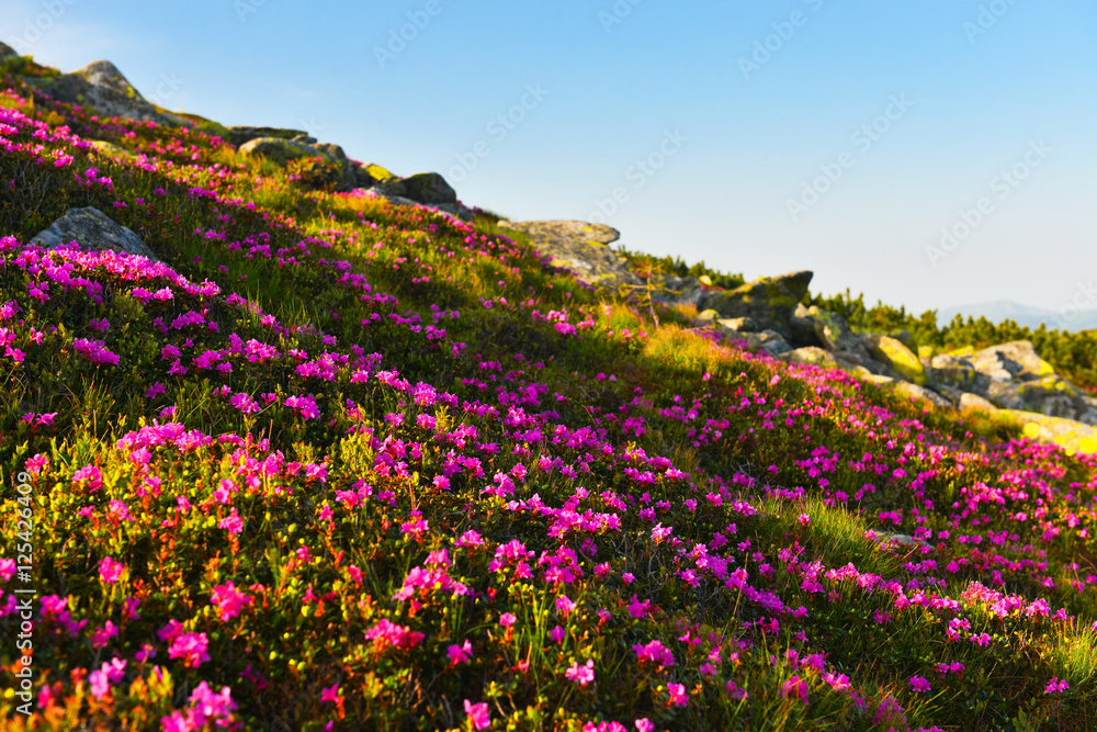 Rhododendron