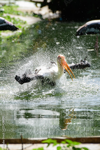 Lesser adjutant stork in its habitat photo