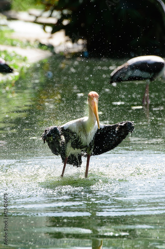 Lesser adjutant stork in its habitat photo