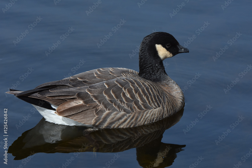 Canada Goose resting during migration on pond in California Canada Goose resting during migration on pond in California