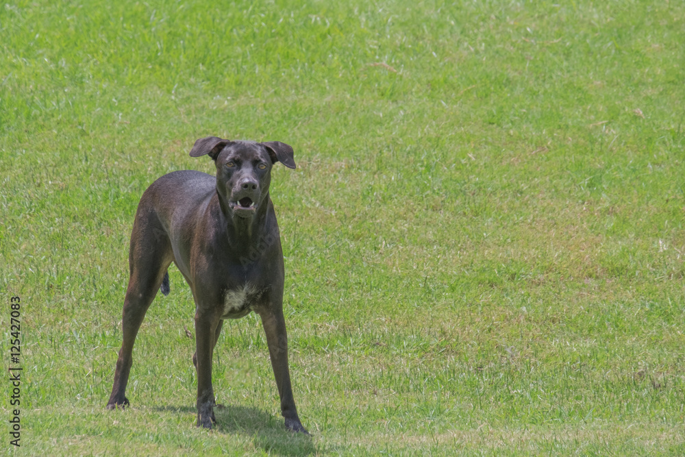 Dog barking on the green grass in the park Dog barking on the green grass in the park