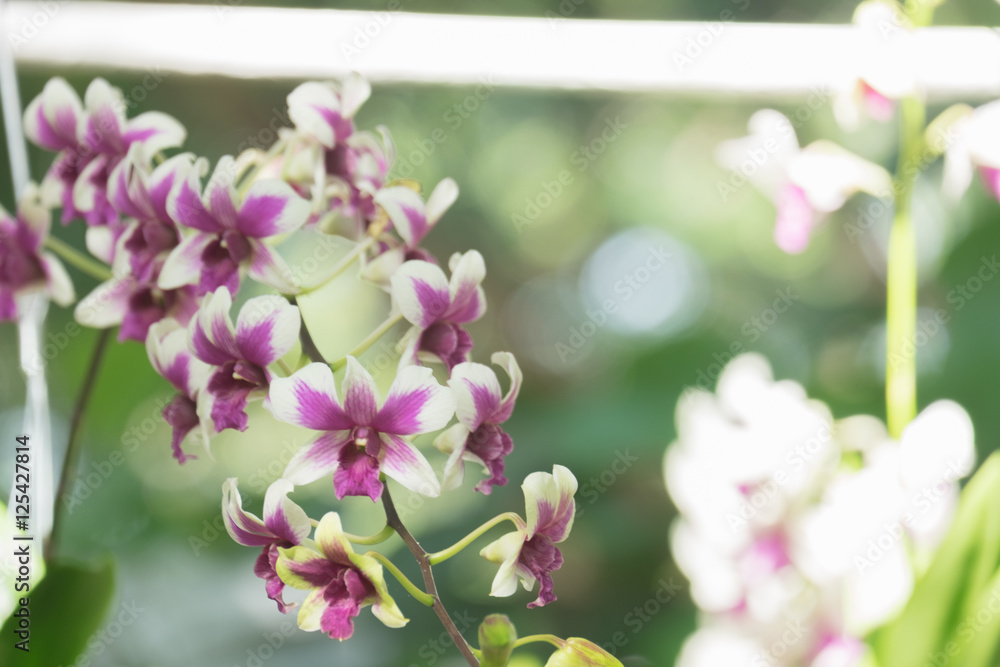 Obraz premium orchid flower