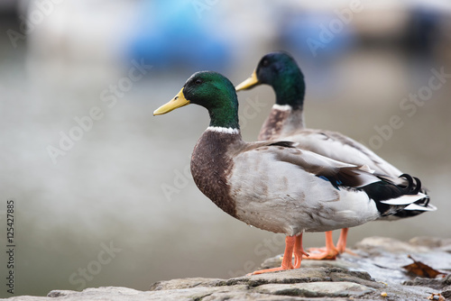 Mallard, Duck, Ducks, Anas platyrhynchos