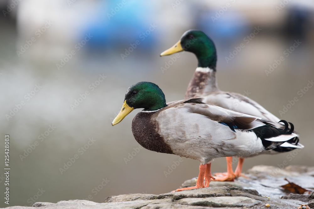 Mallard, Duck, Ducks, Anas platyrhynchos Mallard, Duck, Ducks, Anas platyrhynchos