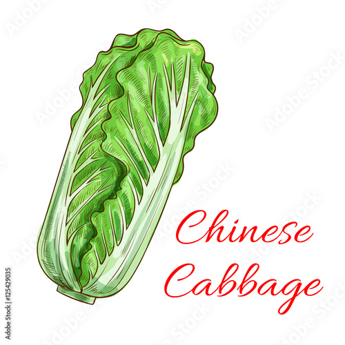 Chinese cabbage napa leafy vegetable isolated icon