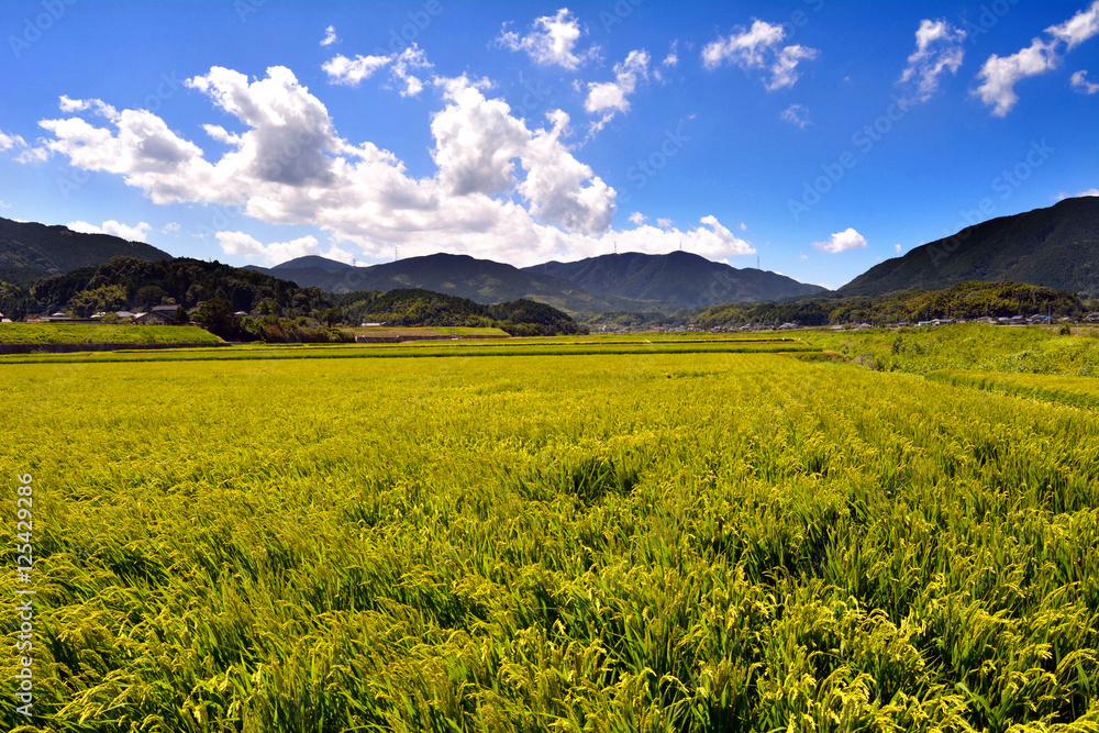 It is a rice field in rural in Fukuoka, Japan. It is in August.