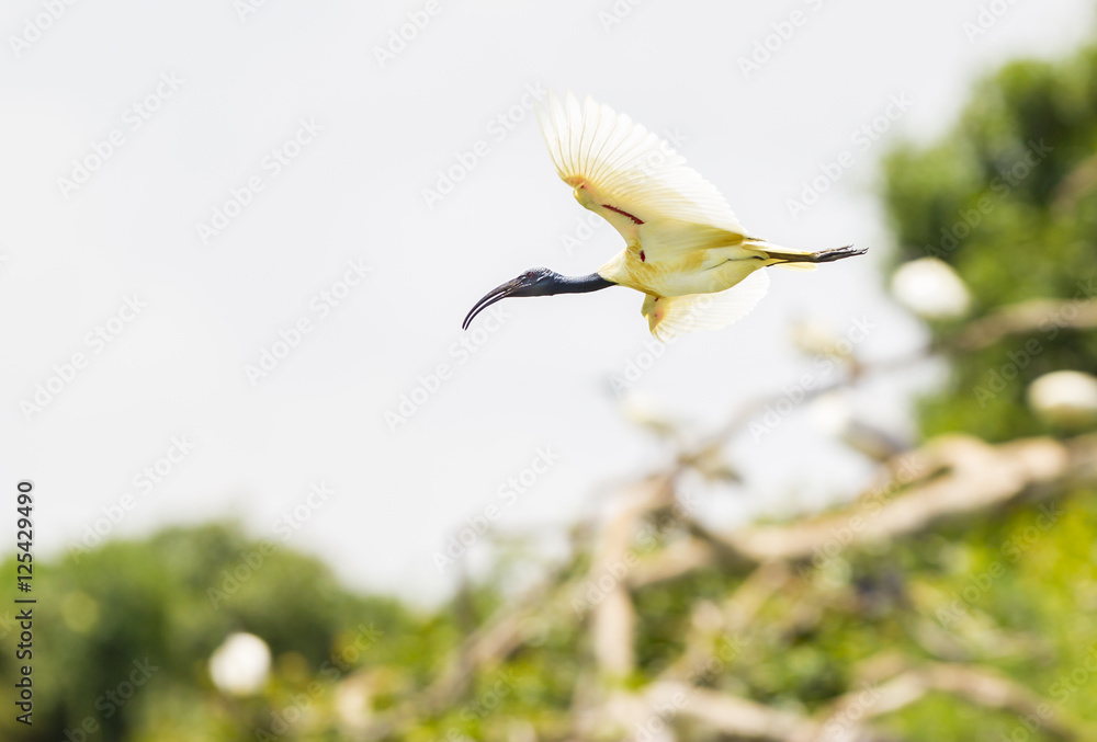 Φωτογραφία The black-headed ibis or Oriental white ibis is species of wading bird of the ibis family which breeds in the Indian Subcontinent and Southeast Asia from northern India, Bangladesh, Nepal, Sri Lanka